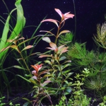 植栽から9日目